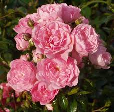 Light Pink flower seeds