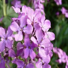 Light Purple flower seeds