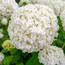White Perennial flower seeds