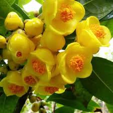 Golden Camellia flower seeds