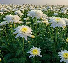 White Chrysanthemum flower seeds