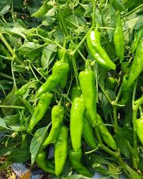 Pepperoncini Pepper Seeds