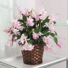 Light Pink flower seeds
