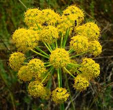 Yellow Heracleum flower seeds