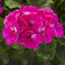 Dark Pink flower seeds