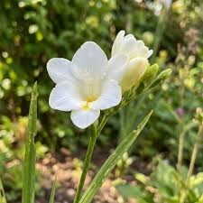 Freesia flower seeds