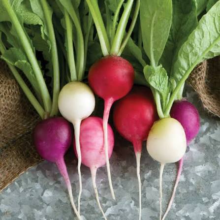 Easter Egg Radish Seeds for Planting – Colorful Garden Radish Variety