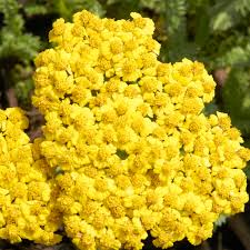 Achillea flower seeds