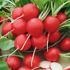 Cherry Belle Radish Seeds for Planting – Heirloom Garden Radish Seeds
