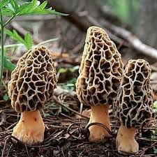 Spores de morilles pour la culture