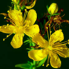 St John'S flower seeds