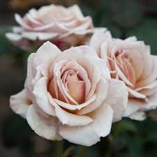 White Brown flower seeds