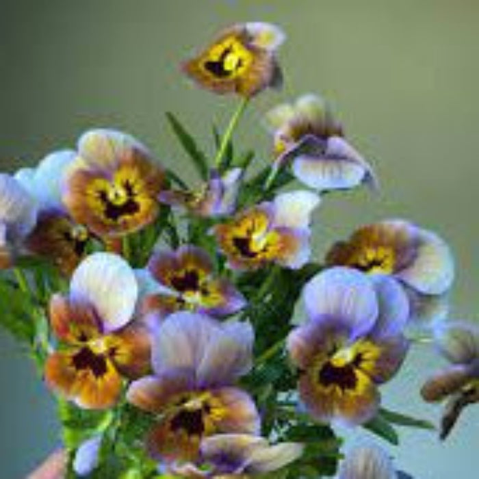 Brown Violet Pansy plant