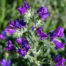 Purple Pattersons flower seeds