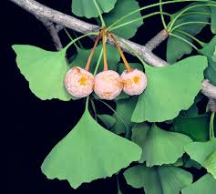 Ginkgo Tree Seeds for Planting – Heirloom Non-GMO Garden Seeds