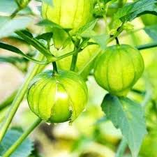 Green Tomatillo Seeds