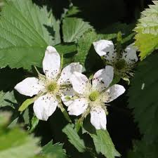 Dewberry Blackberry flower seeds