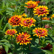 Red Yellow flower seeds