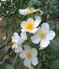 Brunonii flower seeds