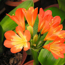 Clivia flower seeds