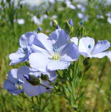 Usitatissimum flower seeds