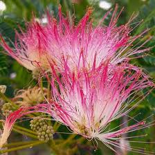 Perfume Albizia flower seeds