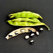 Turtle Bean Seeds for Planting – Heirloom Bean Seeds