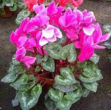 Dark Pink flower seeds