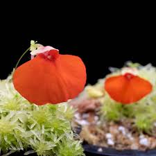 Orange Utricularia flower seeds