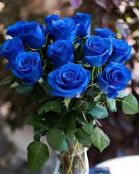 Rainy Blue flower seeds