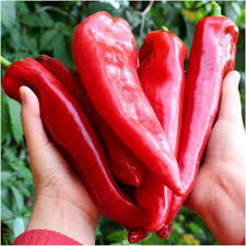 Sweet Hungarian Paprika Pepper Seeds for Planting – Heirloom Sweet Pepper Seeds