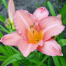 Pink and White Hemerocallis Flower Seeds for Planting – Heirloom Non-GMO Garden Seeds