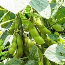 Soybean Seeds