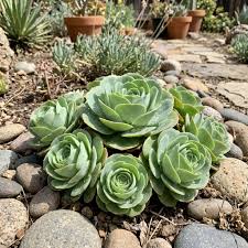Greenovia flower seeds