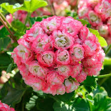 Pink Geranium flower seeds