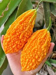 Orange Bitter Gourd Seeds for Planting – Heirloom Garden Seeds