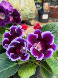 Pink Violet flower seeds