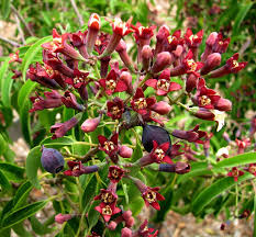 Santalum Album flower seeds