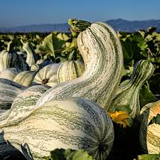 Cushaw Squash Seeds