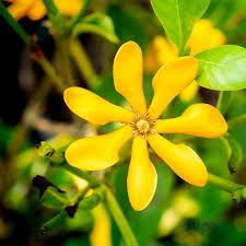Yellow Gardenia flower seeds