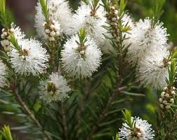 Fresh Alternifolia flower seeds