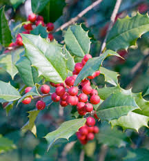 opaca tree seeds