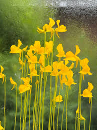 Yellow Utricularia flower seeds