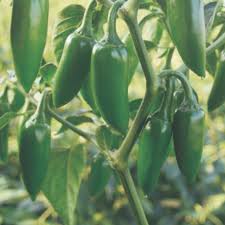 Jalapeño Pepper Seeds for Planting – Heirloom Non-GMO Garden Seeds