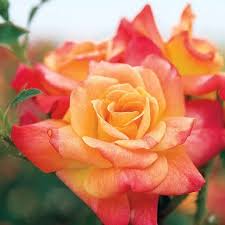 Light Pink flower seeds