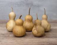 Kettle Gourd Seeds for Planting – Heirloom Non-GMO Garden Seeds