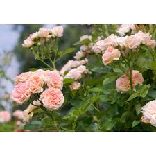 Rose Pink flower seeds