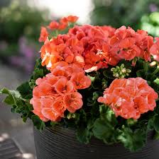 Salmon Pelargonium flower seeds