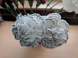 Gray Carnation Flower Seeds for Planting – Heirloom Non-GMO Garden Seeds