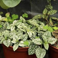 White Green flower seeds